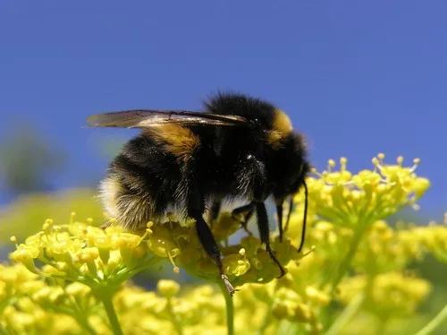Earth bumblebees